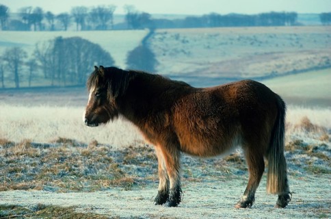 Dartmoor pony