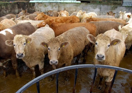 Domestic cattle