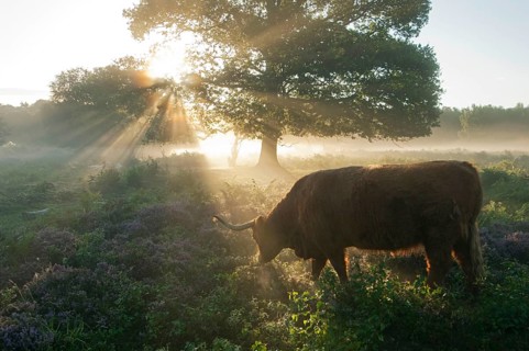 Highland cattle