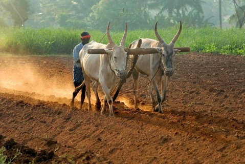 Domestic cattle