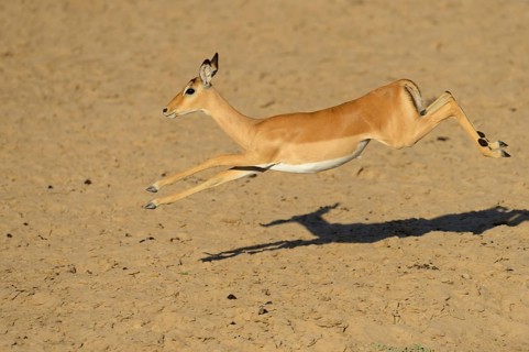 Impala