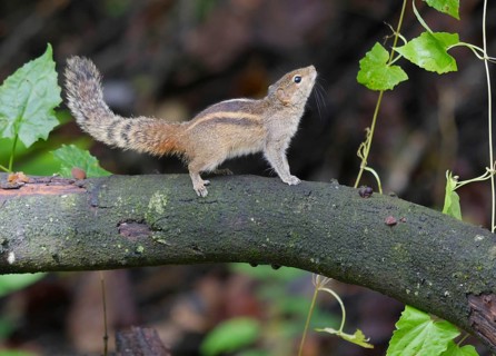 Indian Palm Squirrel