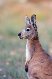 Common wallaroos