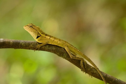 Beautiful Lizard