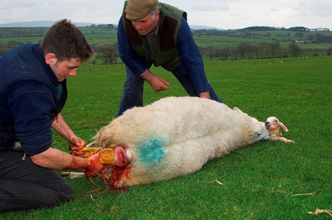 Domestic Sheep
