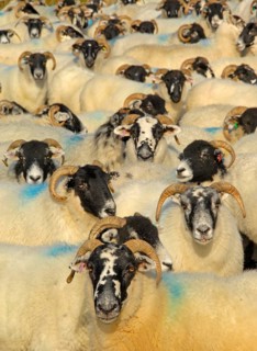 Domestic sheep