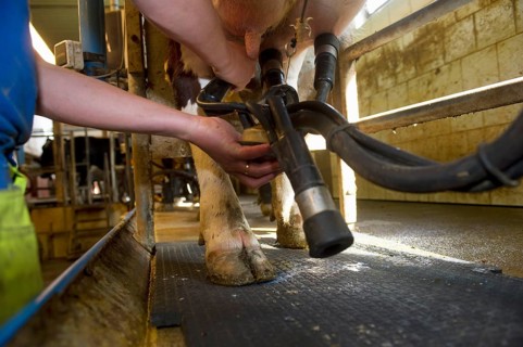 Dairy farmer in the milking parlour