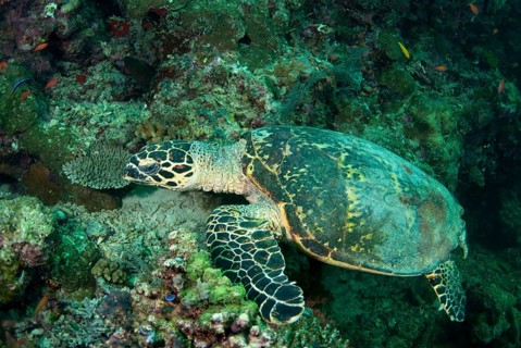 Loggerhead turtle