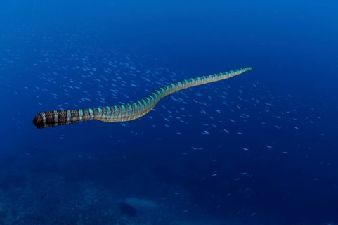 Adder flat-tail