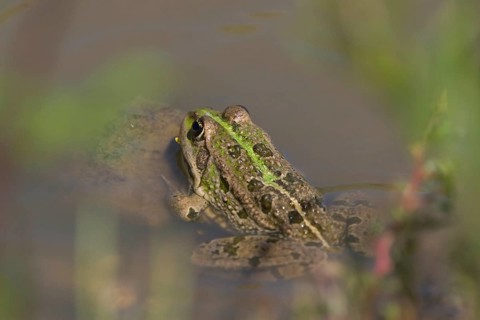 Marsh Frog