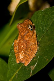 (Boophis pyrrhus) at Andasibe, Madagascar, Africa