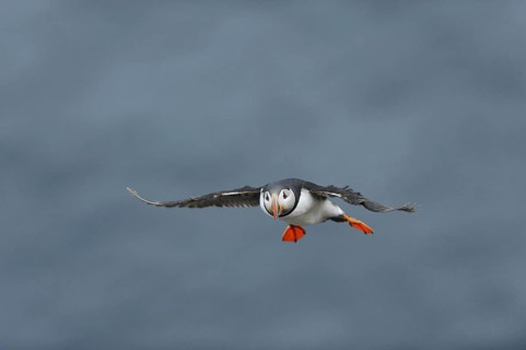 Puffin