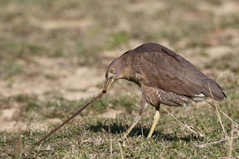 Japanese Night-heron