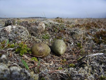 Arctic Skua