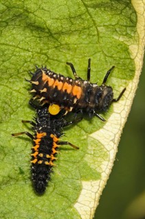 Asian Ladybird