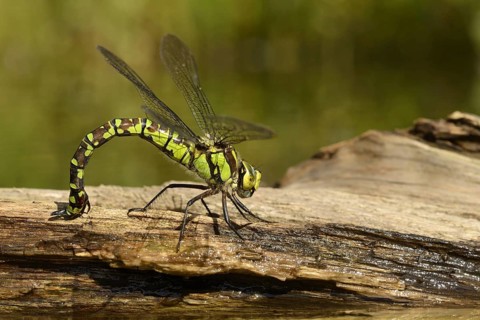 Southern hawkers