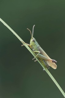 Meadow grasshopper