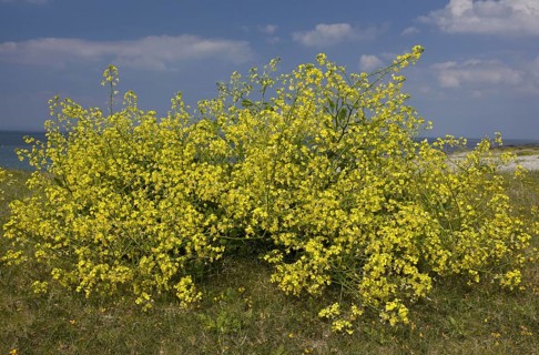Flowering horseradish