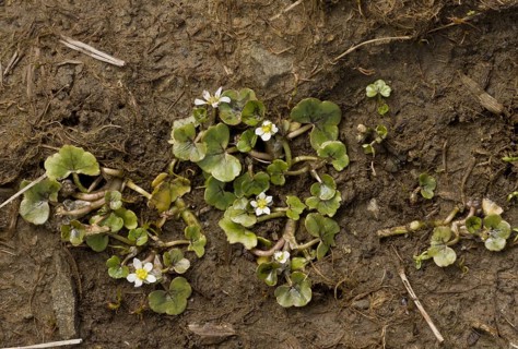 Ivy-leaved Crowfoot