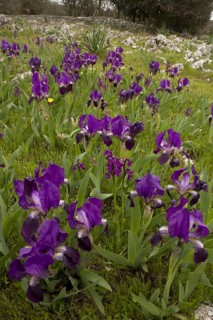 Purple form of the crimean iris