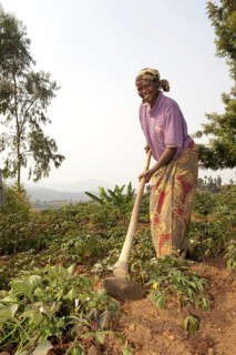 Cassava crop