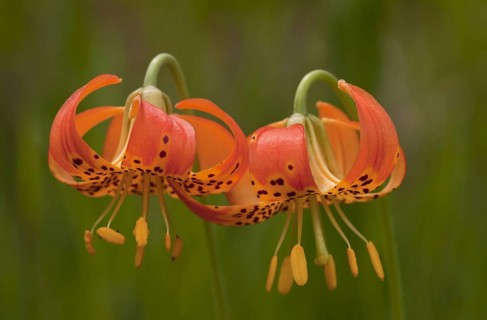 Panther Lily