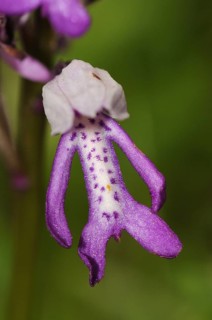 Military Orchid