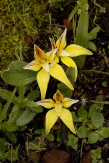 Flowering cowslip orchid