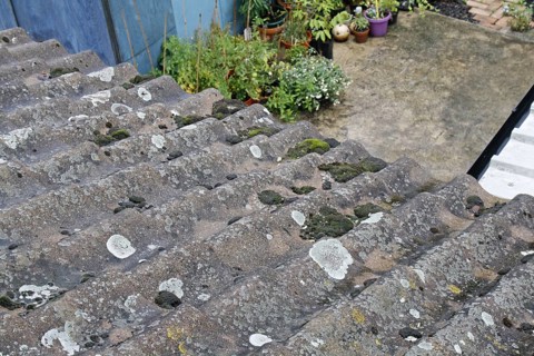 Lichen and moss growing on tiled roofs in the rain