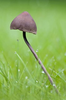 Turf Mottlegill
