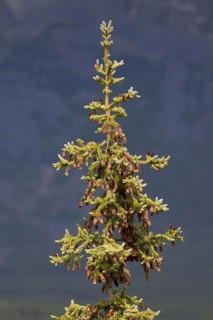 White spruce