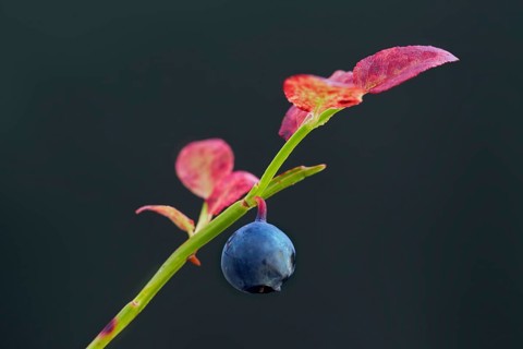 European blueberry