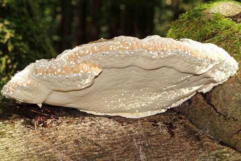 Red Banded Polypore