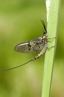 Common mayfly