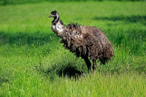 Emu