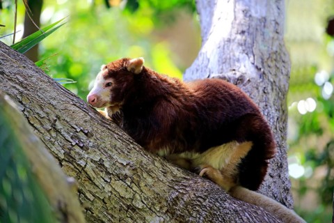 Matschie's matschie's tree-kangaroo