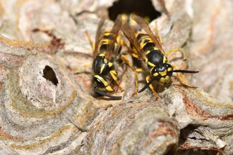 German wasp