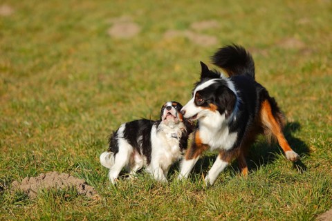 Australian Shepherd