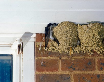 House common house martin