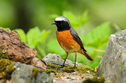 Redstart