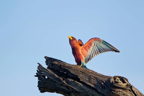 Broad-billed roller
