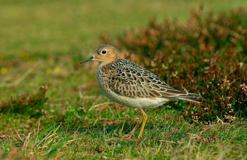 Buff-breasted Sandpiper
