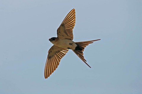 Red-rumped swallow