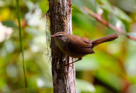 Sunda Bush-warbler