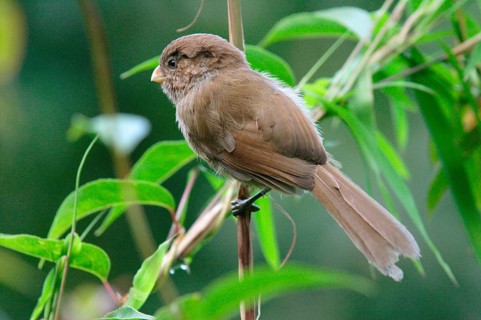 Monochrome Parrotbill