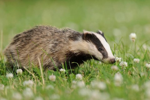 Eurasian Badger