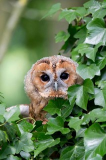 Tawny Owl