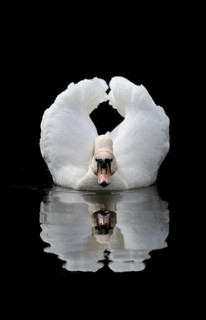 Mute Swan
