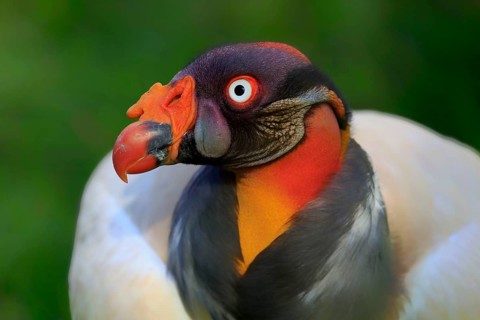 King vulture