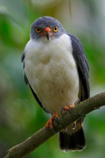 Semiplumbeous Hawk